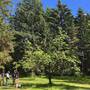 canada_day_field_day_2022_dipole_raising.jpg